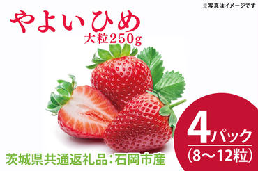 【先行予約】やよいひめ 大粒250g（8〜12粒）×4パック（茨城県共通返礼品：石岡市産）合計約1kg　※2024年12月初旬～2025年3月下旬頃に順次発送予定(CD003）