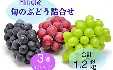 ぶどう 2025年 先行予約 旬のぶどう詰合せ 3種4パックセット(ニューピオーネ1房約300g×1P、シャインマスカット晴王1房約300g×2P、旬のぶどうお任せ1房約300g×1P)