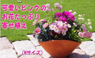 可愛いピンクのお花たっぷりの寄せ植え（舟形Mサイズ）1個