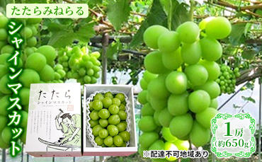 ぶどう 2024年 先行予約 たたらみねらる シャインマスカット 1房（約650g） 岡山県産 葡萄 果物 フルーツ