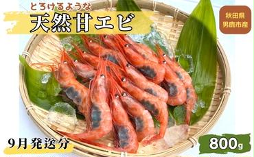 【9月発送分】産地直送 甘えび たっぷりの約800g！ とろける甘さ ナンバンエビ お刺身や海鮮丼に 秋田県 男鹿市 萬漁水産