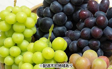 ぶどう 2024年 先行予約 ぶどう 食べ比べ 約1.2kg～1.5kg×5種 葡萄 岡山県 赤磐市産 フルーツ 果物