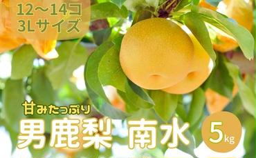 【先行予約】南水 梨 こだわりの甘い梨 5kg前後 3L 12～14玉  産地直送 旬の果物 お中元 ギフト 秋田県 男鹿市