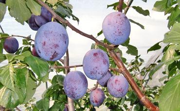 信州小諸・福井りんご園の生プルーン 約1.6kg 果物詰合せ フルーツ プルーン