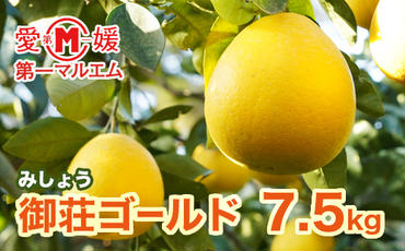 第一マルエムの御荘ゴールド(愛南町産の河内晩柑)7.5kg 発送期間:2025年3月中旬〜2025年4月下旬(なくなり次第終了)