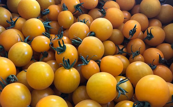 北海道 仁木町産 ミニトマト 食べ比べ セット 約3kg とまと トマト