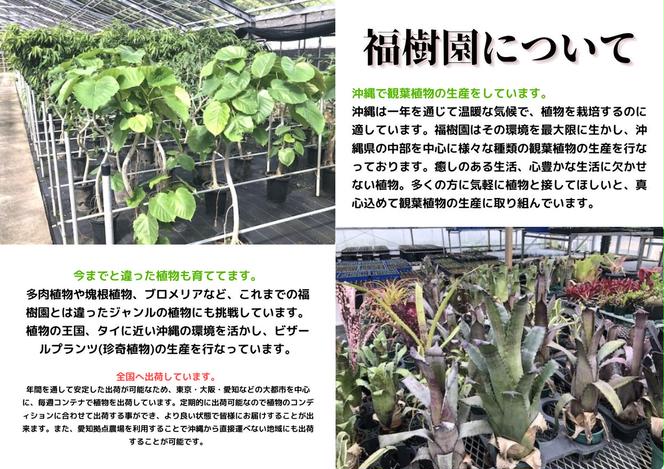 沖縄の観葉植物 人気のフィカス フランスゴム7号 シュエット鉢