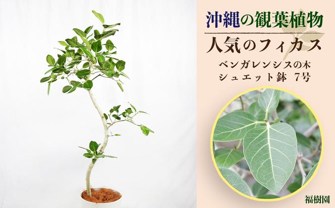 沖縄の観葉植物 人気のフィカス ベンガレンシス7号 シュエット鉢