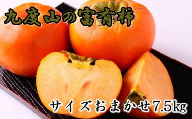 [柿の名産地]九度山の富有柿約7.5kgサイズおまかせ ※2025年11月上旬～12月上旬頃に順次発送予定