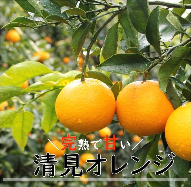 和歌山県有田産 完熟清見オレンジ 5kg（M～2Lサイズおまかせ）ひとつひとつ丁寧に厳選！生産者から直送◇ ※2025年3月中旬頃より順次発送予定