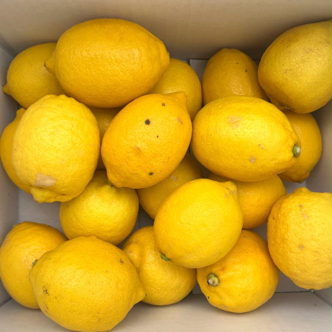 【産直】和歌山産レモン約3kg（サイズ混合）
※2024年3月中旬～5月下旬頃に順次発送予定