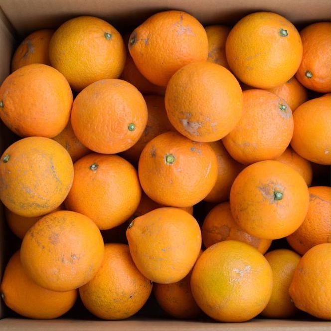 【産直】有田産清見オレンジ 約7.5kg（訳あり家庭用サイズおまかせまたは混合）※2025年2月上旬～3月下旬頃に順次発送予定