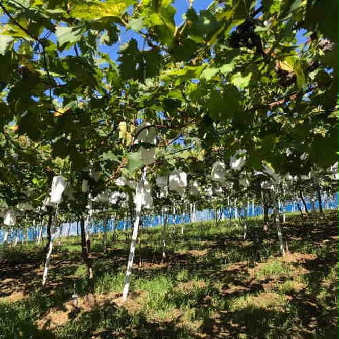 【夏秋の美味】フルーツ王国和歌山の"濃厚"種無しピオーネ 約2.8kg ※2025年8月下旬～9月下旬頃に順次発送予定 ※北海道・沖縄への配送不可