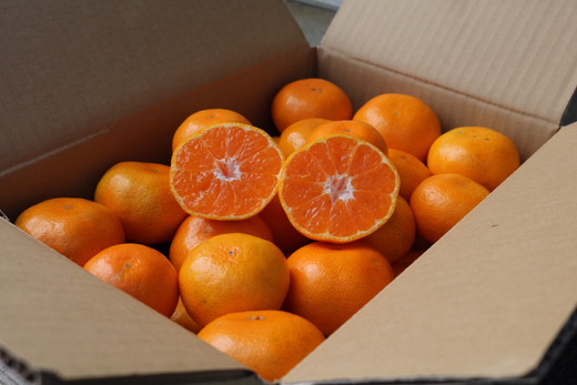 和歌山県産 有田みかん 約5kg 秀品 ※2025年10月中旬～2026年1月下旬頃に順次発送予定 ※北海道・沖縄・離島への配送不可