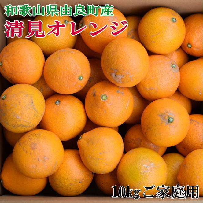 【訳あり・ご家庭用】和歌山由良町産の濃厚清見オレンジ約10kg
※2025年2月中旬～2月下旬頃に順次発送予定