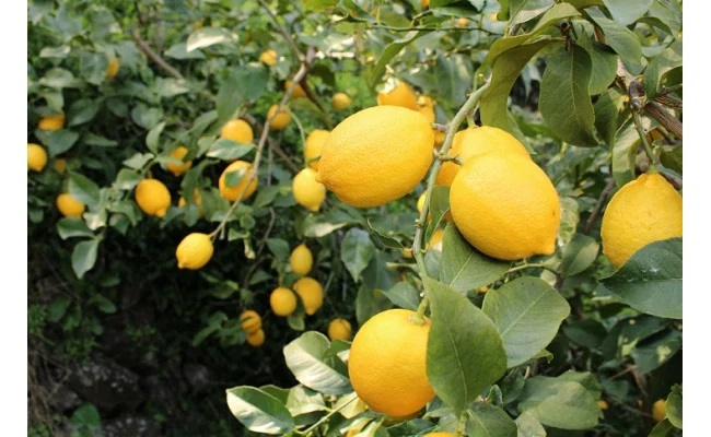 ZN6008n_（先行予約）和歌山県有田産レモン 3kg