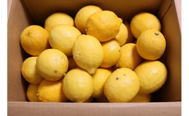 ZN6008n_（先行予約）和歌山県有田産レモン 3kg