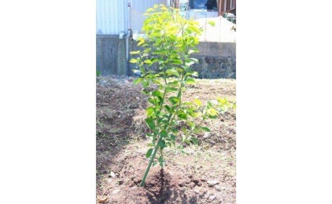 ZE6477_八朔(はっさく)苗木2年生1本
