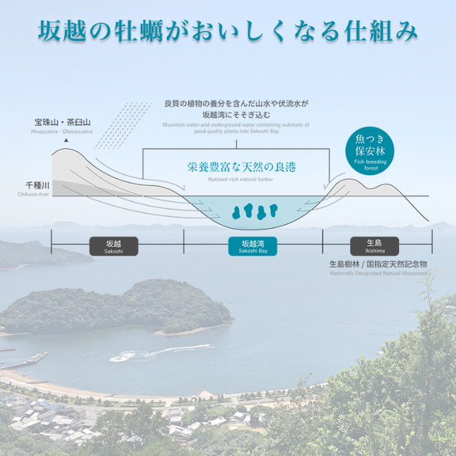  定期便 牡蠣 坂越かき 殻付き牡蠣 24個 オイスターナイフ付き【3ヵ月連続お届け】[ 生牡蠣 かき カキ 殻付 生食 冬牡蠣 ]