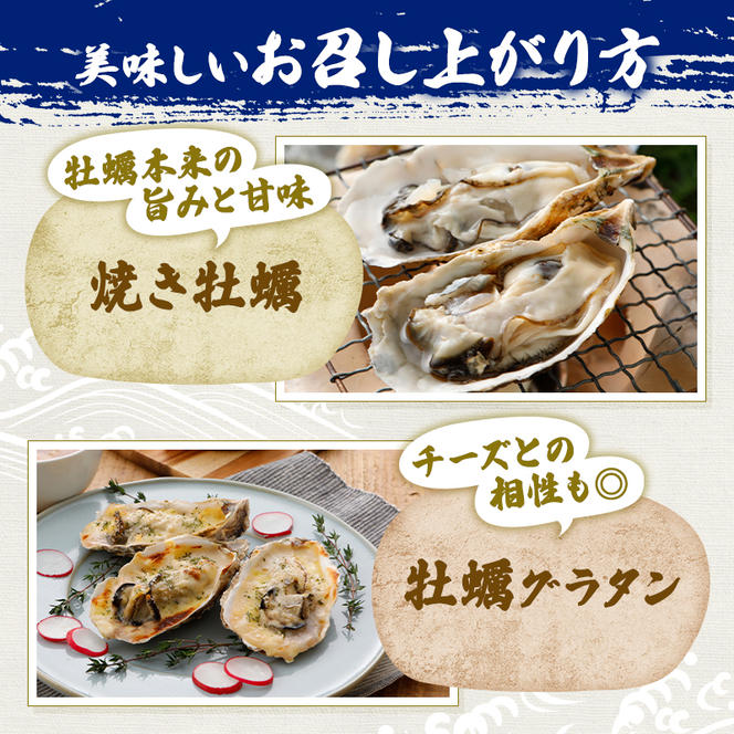  定期便 牡蠣 坂越かき 殻付き牡蠣 24個 オイスターナイフ付き【2ヵ月連続お届け】[ 生牡蠣 かき カキ 殻付 生食 冬牡蠣 ]