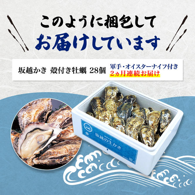  定期便 牡蠣 坂越かき 殻付き牡蠣 24個 オイスターナイフ付き【2ヵ月連続お届け】[ 生牡蠣 かき カキ 殻付 生食 冬牡蠣 ]