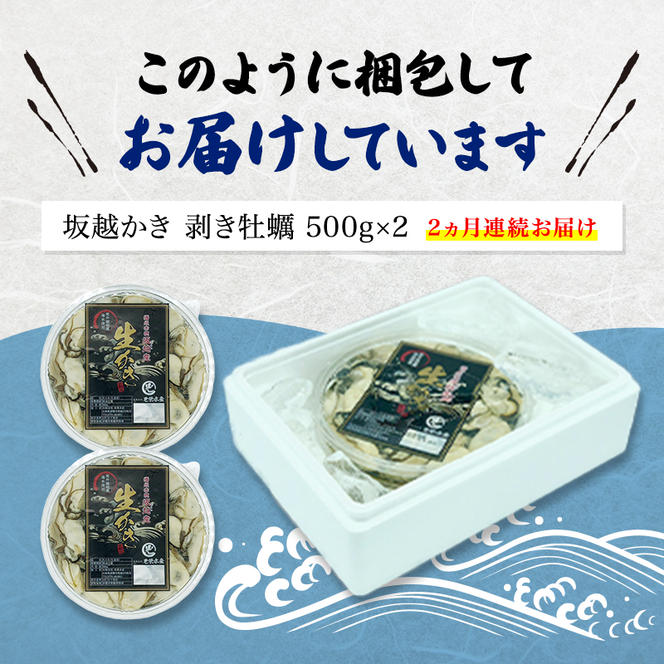  定期便 牡蠣 坂越かき 剥き牡蠣 500g×2【2ヵ月連続お届け】[ 生牡蠣 かき カキ むき身 剥き身 生食 冬牡蠣 ]