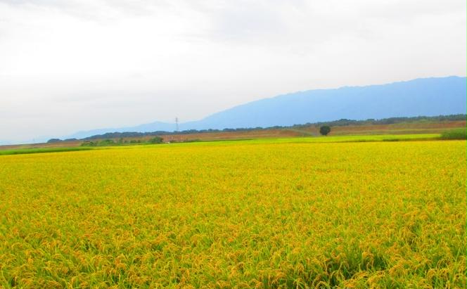 米 10kg 精米 ゆめつくし