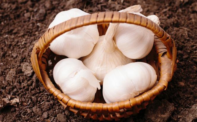 【4月下旬～5月下旬】 にんにく 生にんにく 新物 約10kg  3Lサイズ ガーリック 薬味 野菜 料理 おかず 期間限定 数量限定 先行予約 JA 香川県 丸亀市