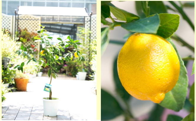 鉢植え レモンの木 大きめサイズ 4年生 苗 2本 配送不可 北海道 沖縄 離島