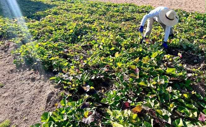 小豆島のさつまいも【紅あずま約5kg】