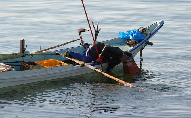 北海道 礼文島産 ウニ 甘塩一夜漬け 食べ比べセット（蝦夷ばふんうに・むらさきうに各2本） ウニ 雲丹