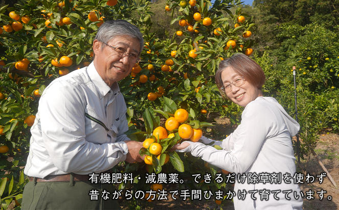 片山農園の淡路島のはっさく2.5kgとキウイ2.0kg【サイズいろいろS～2Lサイズ】