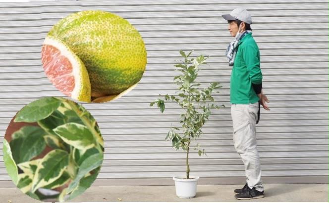 鉢植え レモンの木 斑入り ピンクレモネード 1.3内外 配送不可 北海道 沖縄 離島
