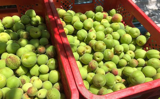 北海道・樹齢130年の梅漬け「しあわせの梅」1kg（200g×5個）