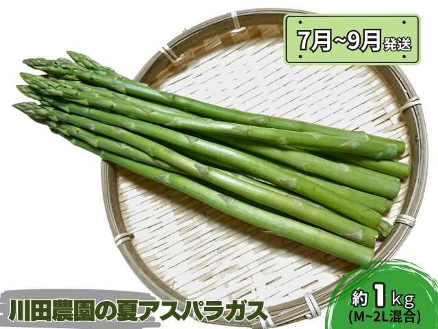 先行予約 川田農園 夏アスパラガス 約1kg + 100g （M～2L混合）7月～9月発送 アスパラ 野菜 旬の野菜 産地直送 季節の野菜 青森県 鰺ヶ沢町