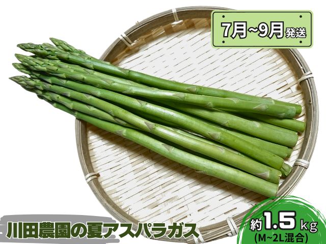 先行予約 川田農園 夏アスパラガス 約 1.5kg + 100g （M～2L混合）7月～9月発送 アスパラ 野菜 旬の野菜 産地直送 季節の野菜 青森県 鰺ヶ沢町