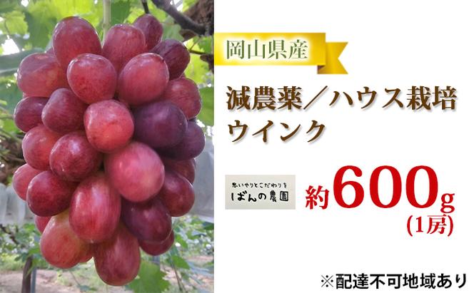 ぶどう 2024年 先行予約 ぶどう ウインク 1房 約600g  減農薬／ハウス栽培 ブドウ 葡萄  岡山県産 国産 フルーツ 果物 ギフト ばんの農園