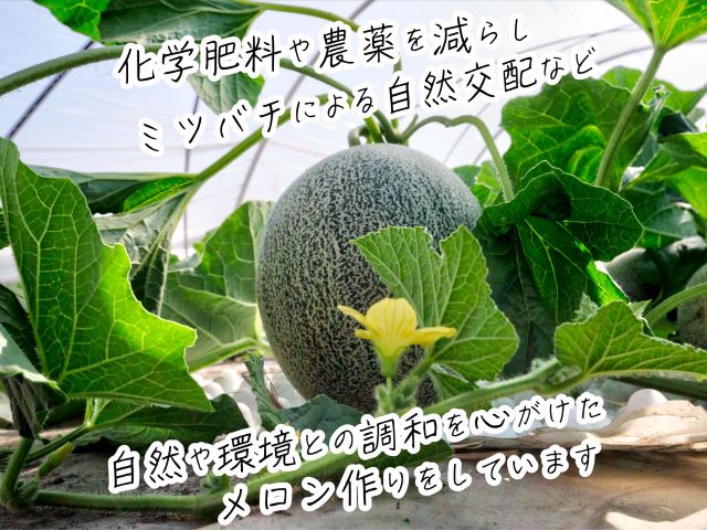 【先行予約2024年産】津軽産 減農薬栽培メロン1玉 糖度16度以上保証！