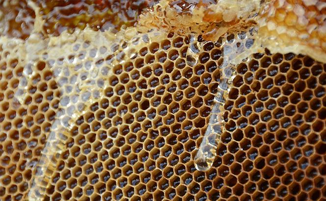 瀬尾養蜂園さんの「富良野純蜂蜜」2種（アカシア蜜／百花蜜）蜂蜜 はちみつ ハニー 国産 北海道 富良野市 ふらの 道産 食べ比べ 詰め合わせ