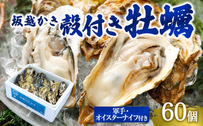 牡蠣 坂越かき 殻付き牡蠣60個 軍手・オイスターナイフ付き[ 生牡蠣 かき カキ 殻付 生食 冬牡蠣 ]