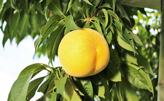 ご家庭用 黄金 桃 約2kg（7～9玉） 藤井農園 岡山 桃 もも 果物 フルーツ 2024年 先行予約