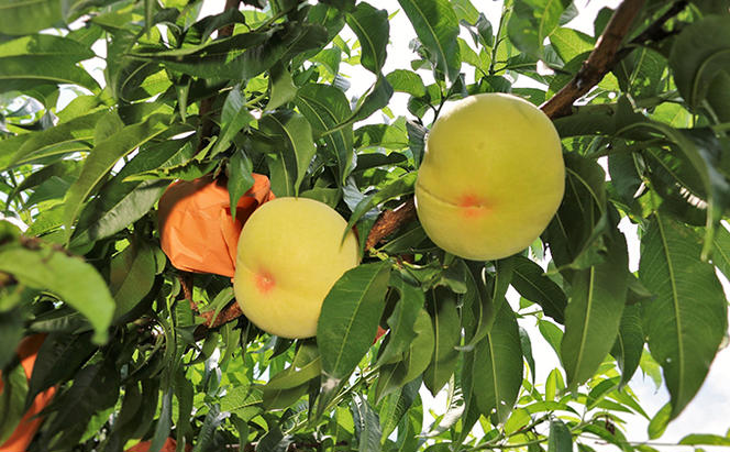 ご家庭用 清水 白桃 約2kg（7～9玉） 藤井農園 岡山 桃 もも 果物 フルーツ 2024年 先行予約