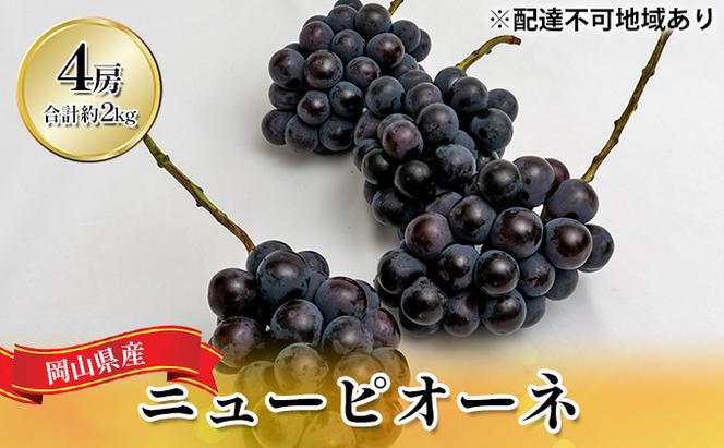 ぶどう 2024年 先行予約 ニュー ピオーネ 4房（合計約2kg）  ブドウ 葡萄  岡山県産 国産 フルーツ 果物 ギフト 