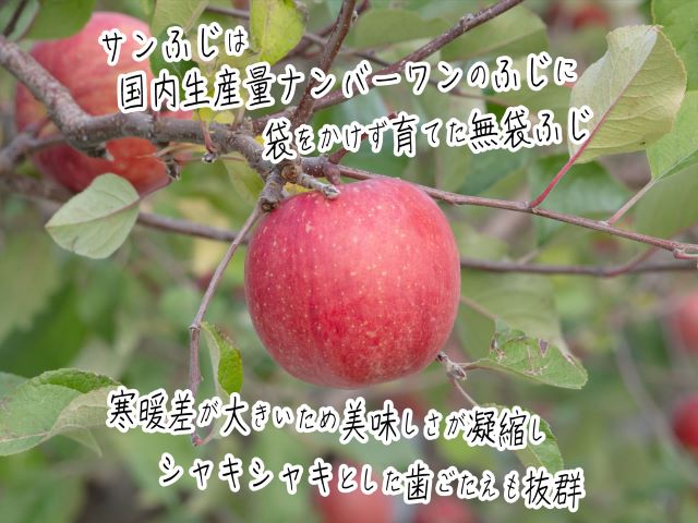 りんご 訳あり 青森 サンふじ リンゴ 約 10kg (28～36玉) 青森県 鰺ヶ沢町産 ヒバリノ園 訳アリ フルーツ 果物 果物類 白神山地 林檎 サンフジ ふじ 2024 ※オンライン決済のみ