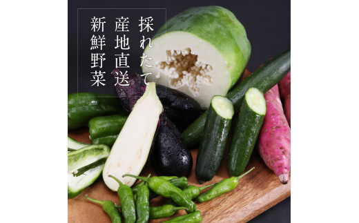 朝どれ！ 野菜詰合せ／芸西村で採れた新鮮な野菜6～8種類をお届けします。特産品 ピーマン ナス こだわりの栽培方法 環境に優しい 安全で安心な野菜づくり  支援品