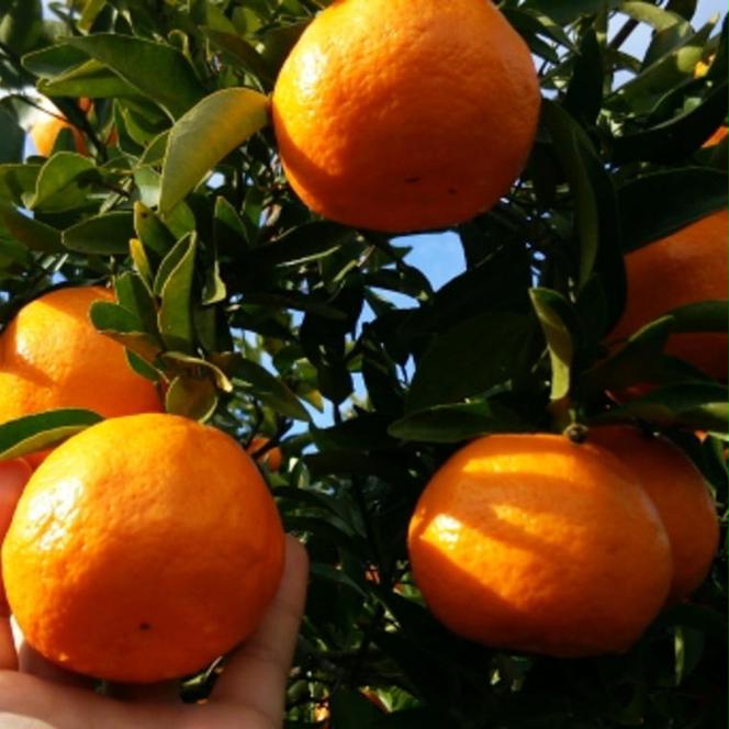【厳選・濃厚】紀州有田産のはるみ約5kg（Lサイズ）｜柑橘 果物 フルーツ 産地直送 大きい
※2025年1月下旬～2月中旬頃に順次発送予定