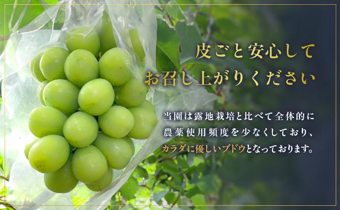 朝採りシャインマスカット　名峰讃岐富士育ち 煌めきの果実