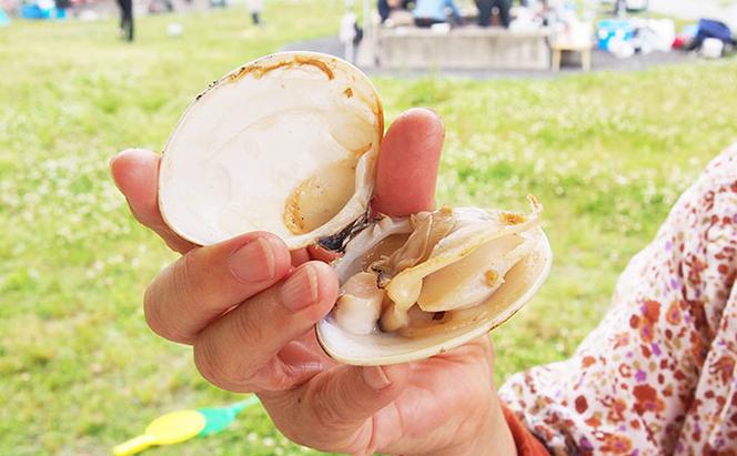 絶品九十九里の”味”天然はまぐり1.5kg（定期便6ヶ月毎月発送）