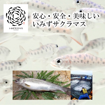 魚 鮭  いみずサクラマス 昆布〆5パック 北陸  おつまみ  グルメ 食品/富山県射水市