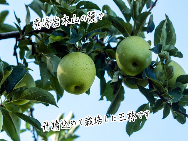 りんご 青森 王林 リンゴ 約 5kg (12～18玉) 青森県 鰺ヶ沢町産 西樹園 フルーツ 果物 果物類 白神山地 林檎 2024